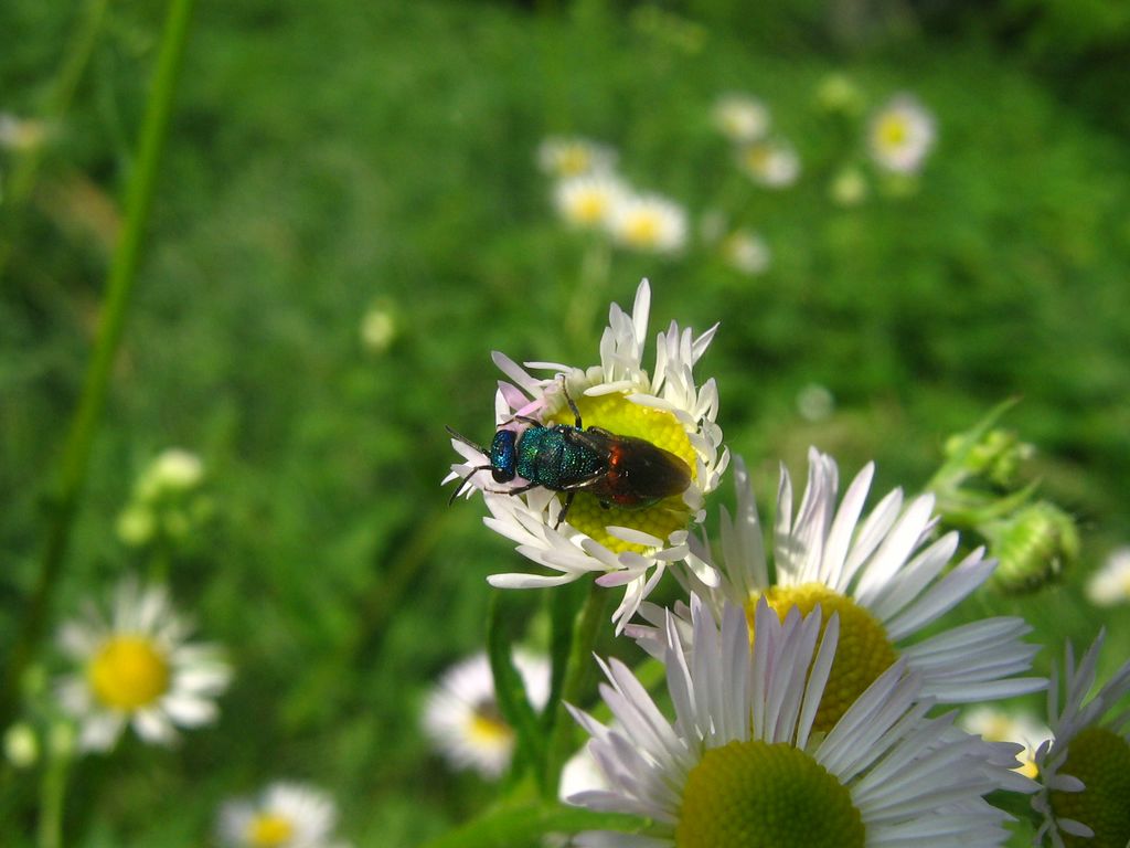 Holopyga fastuosa generosa e Hedychrum c nobile(Chrysididae)